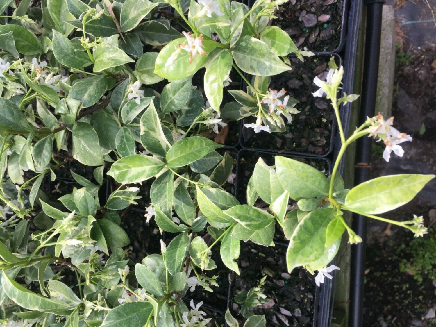 1 Pint Plant Trachelospermum Jasminoides Variegatum Confederate