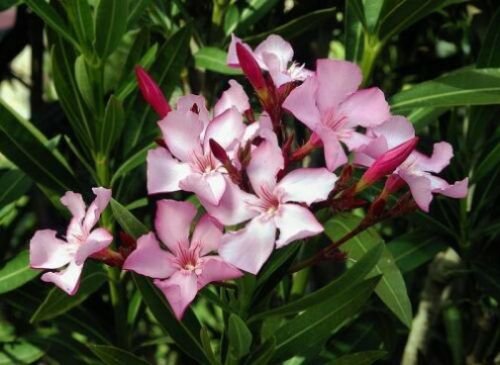 1 Pint Plant - Nerium oleander or Pink Nanum       #YREG19