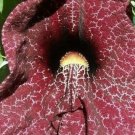 1 Aristolochia gigantea or Dutchmans Pipevine - Pint Plant    #YREG19