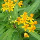 1 Pint live Plant -  Asclepias curassavica or Silky Gold   #YREG19