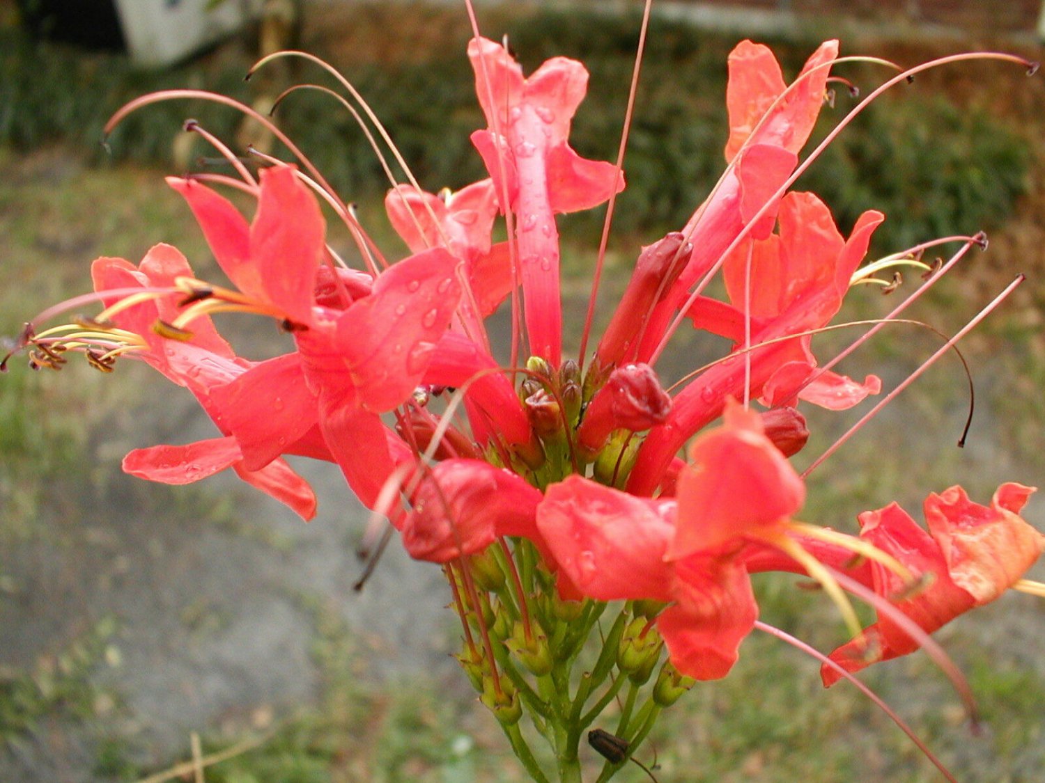 1 Pint Plant - Tecomaria Capensis Cape Honeysuckle   #YREG19