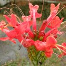 1 Pint Plant - Tecomaria Capensis Cape Honeysuckle   #YREG19