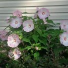 1 Moscheutos or Luna Blush -   Pint Plant      #YREG19
