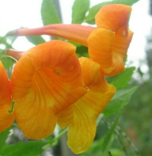 1 Pint Plant - Tecoma stans hybrid Orange Jubilee       #YREG19