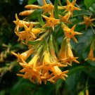 1 Pint  Plant  - Cestrum aurantiacum Orange Peel    #YREG19