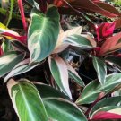 1 Live Plant - Stromanthe sanguinea Tricolor Plant Quart       #YREG19