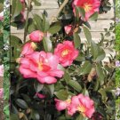 1 Pint Plant  - Camellia sasanqua Shishi gashira    #YREG19