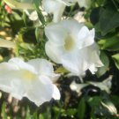 1 Live Plant - Lady Di Pandorea jasminoides White Bower Vine - Quart Plant    #YREG19