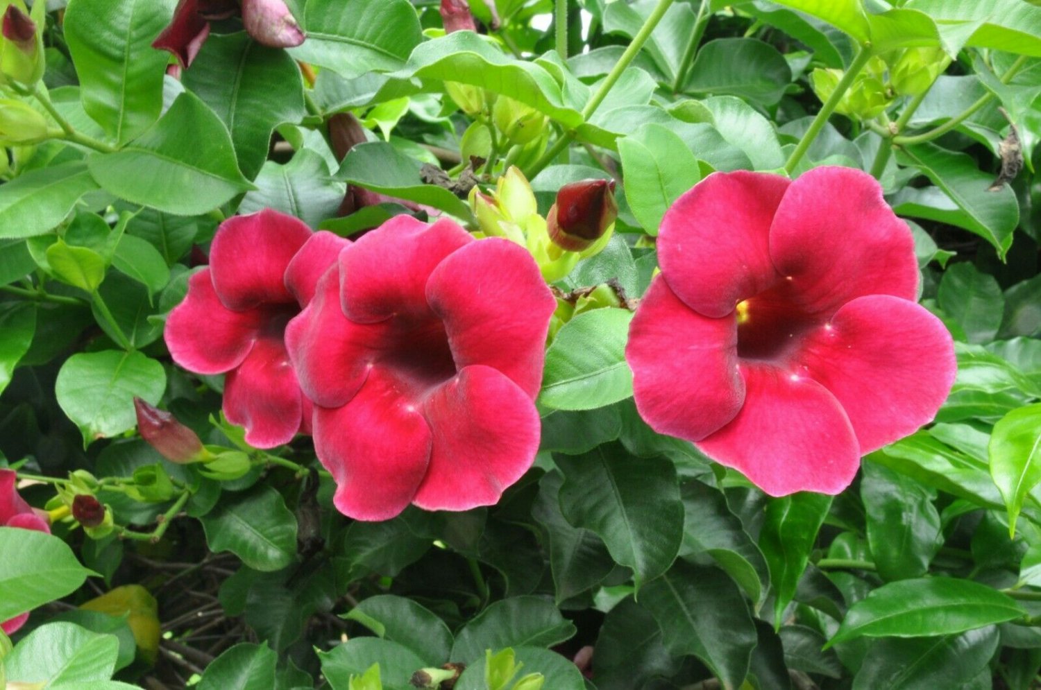 1 Quart Plant  Plant - Allamanda blanchetii Red     #YREG19