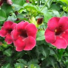 1 Quart Plant  Plant - Allamanda blanchetii Red     #YREG19