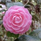 1 Quart Plant  - Camellia japonica Pink Perfection  #YREG19
