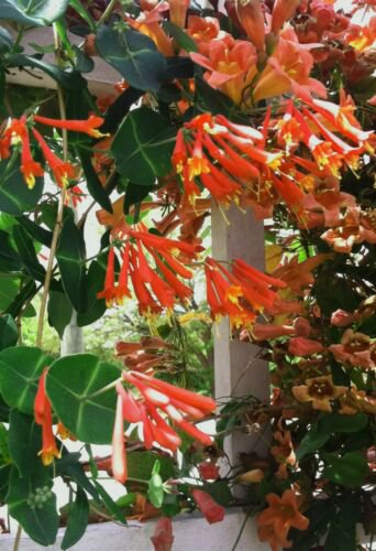 1 Quart Plant  -  Lonicera sempervirens Magnifica Orange color   #YREG19
