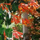 1 Quart Plant  -  Lonicera sempervirens Magnifica Orange color   #YREG19