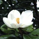 1 Pint Plant - Magnolia grandiflora Southern Magnolia      #YREG19