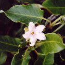 1 Pint Plant  - Araujia sericifera or Moth Vine   #YREG19