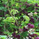 1 Pint Plant  - Akebia quinata Chocolate Vine  #YREG19