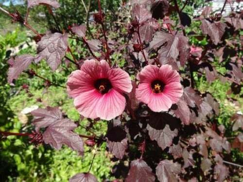 1 Quart Plant  - Hibiscus acetosella Red Shield    #YREG19