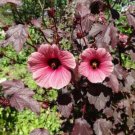 1 Quart Plant  - Hibiscus acetosella Red Shield    #YREG19