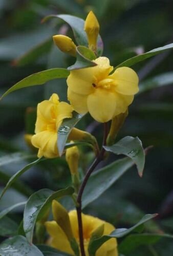 1 Pint live Plant  - Gelsemium sempervirens Pride of Augusta Double Carolina Jasmine   #YREG19