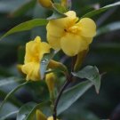 1 Pint live Plant  - Gelsemium sempervirens Pride of Augusta Double Carolina Jasmine   #YREG19
