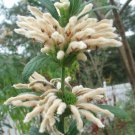 1 Quart Plant - Leonotis leonurus Alba White Lionstail     #YREG19