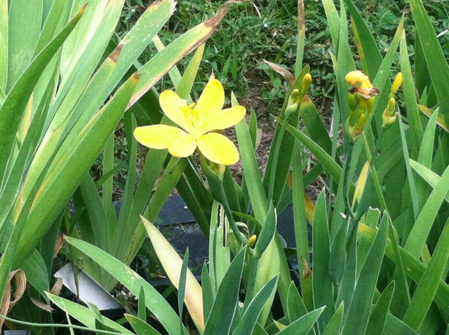 1 Pint Plant Belamcanda Chinensis Or Blackberry Lily Hello Yellow Yreg19