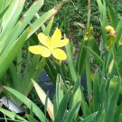 1 Pint Plant - Belamcanda chinensis or Blackberry Lily Hello Yellow  #YREG19