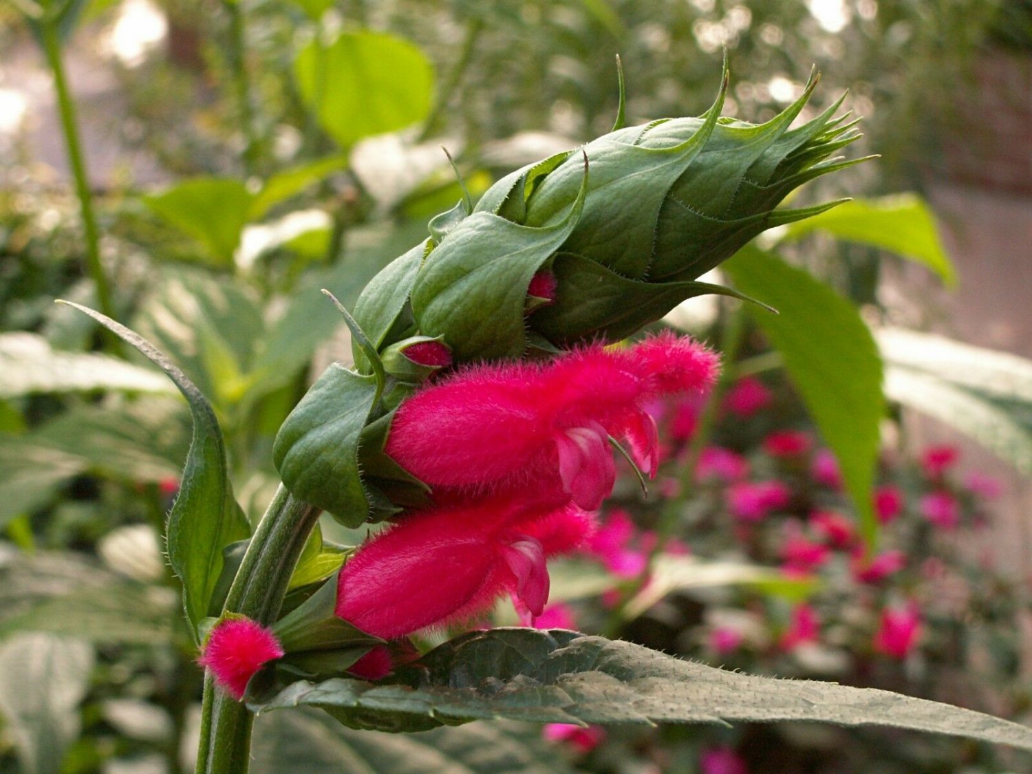 1 Quart Plant  - Salvia Oxyphora Fuzzy Bolivian Sage    #YREG19