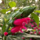 1 Quart Plant  - Salvia Oxyphora Fuzzy Bolivian Sage    #YREG19