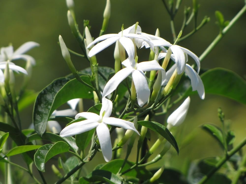 1 Jasminum tortuosum African Jasmine - Pint Plant #YREG19