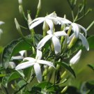 1 Jasminum tortuosum African Jasmine -  Pint Plant     #YREG19