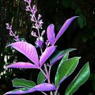 1 Quart plant  - Vitex trifolia f. purpurea  Fascination  or Arabian Lilac     #YREG19