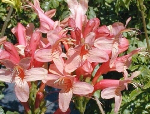 1 Quart Plant  - Tecomaria capensis Hammers Rose  #YREG19