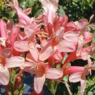 1 Quart Plant  - Tecomaria capensis Hammers Rose  #YREG19