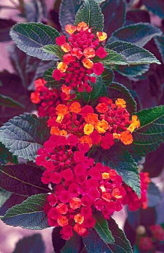 1 Quart Plant  - Lantana camara Red Butler  #YREG19