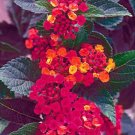 1 Quart Plant  - Lantana camara Red Butler  #YREG19