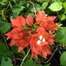 1 Pint Plant  - Bougainvillea Flame Red Color  #YREG19