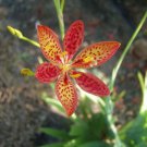1 Quart Plant  - Belamcanda chinensis Blackberry Lily   #YREG19