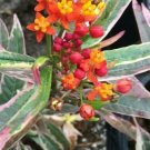 1 Quart Plant  - Asclepias curassavica variegated Monarchs Promise  #YREG19