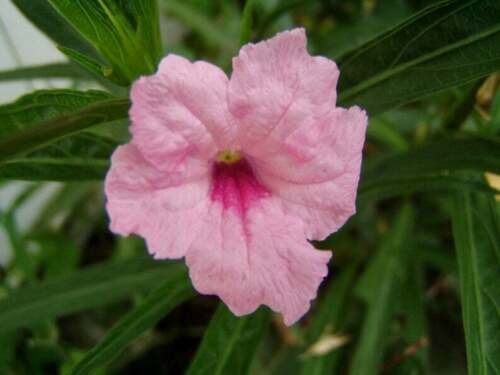 1 Quart Plant  - Ruellia brittoniana Chi Chi Mexican Petunia   #YREG19