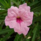 1 Quart Plant  - Ruellia brittoniana Chi Chi Mexican Petunia   #YREG19