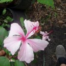 1 Pint Plant - Hibiscus Weeping Albo Lacinatus Tropical Hibiscus    #YREG19