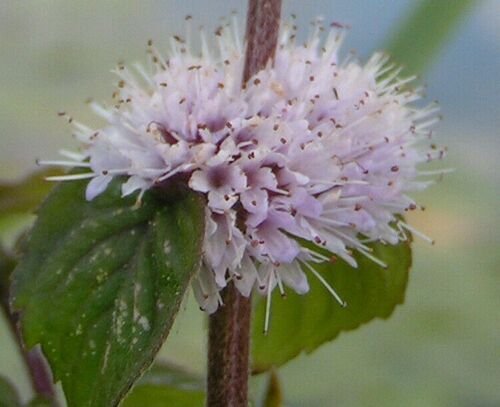 1 Pint Plant  - Mentha aquatica v. citrata or Lime Mint    #YREG19