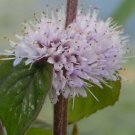1 Pint Plant  - Mentha aquatica v. citrata or Lime Mint    #YREG19
