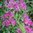 1 Starter Plant  - Antigonon leptopus Pink Chinese Love Vine    #YREG19