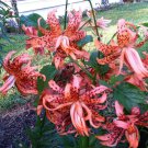 1 Pint Plant  - Lilium lancifolium Double Tiger lily Flore Pleno   #YREG19