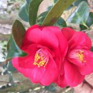 1 Pint Plant  - Camellia japonica Don Mac Antique  #YREG19