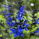 1 Pint Plant - Salvia guaranitica Black and Blue Salvia  #GRGV20
