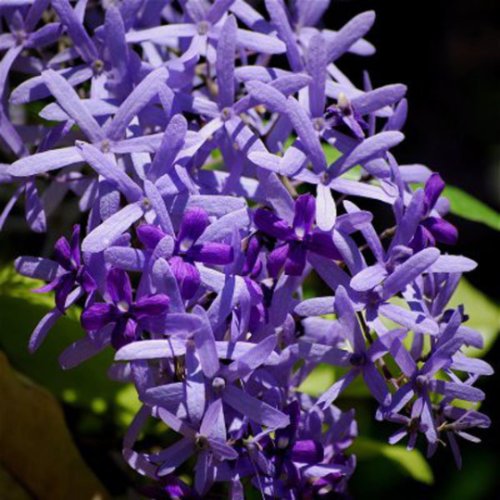 1 Quart Plant - Queens Wreath Vine Petrea volubilis Rare live Plant   #GRGV20