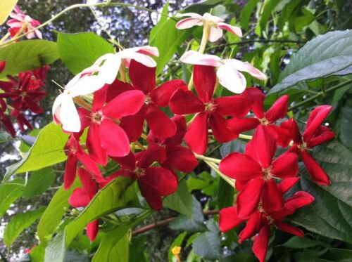 1 Quart plant - Combretum indicum -Ragoon Creeper - Drunken Sailor    #GRGV20